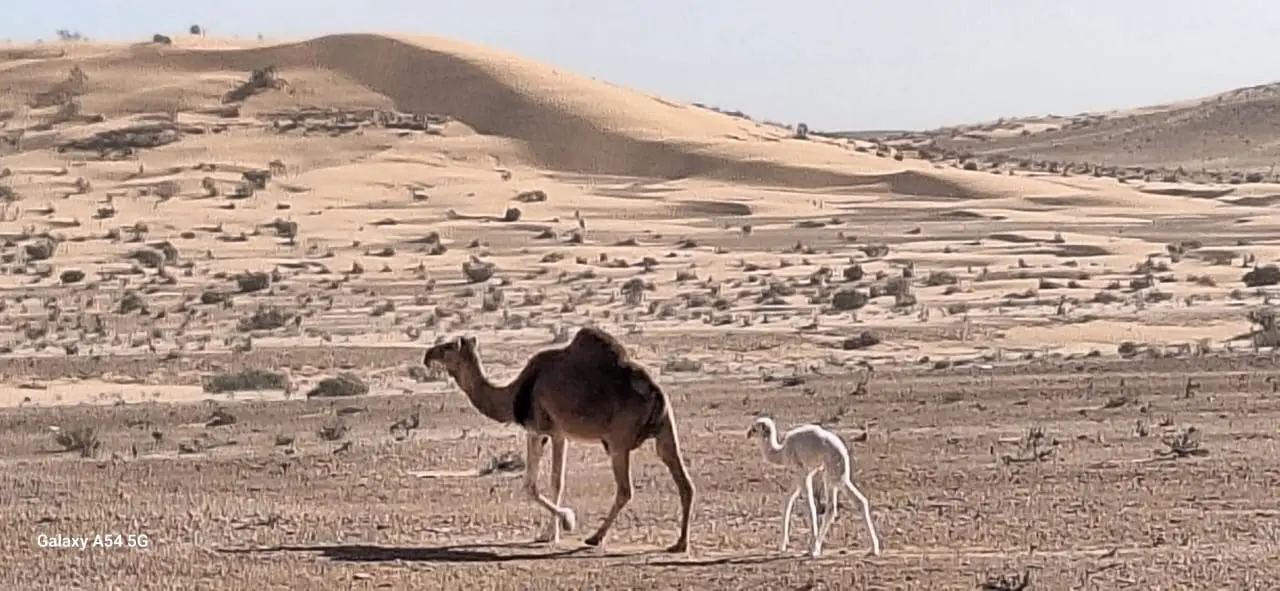 WhatsApp Image 2026-01-27 at 10.54.01 (1)