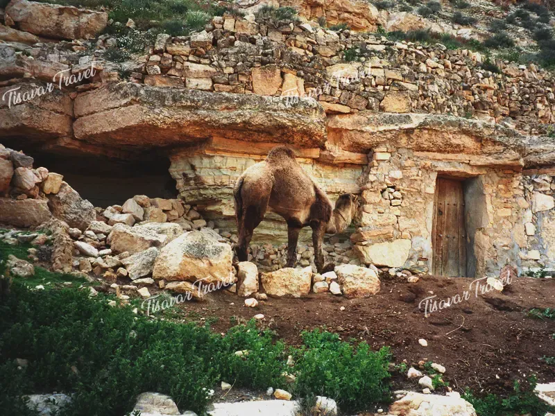 camel-tunisia-tataouine-excursion-depart-djerba