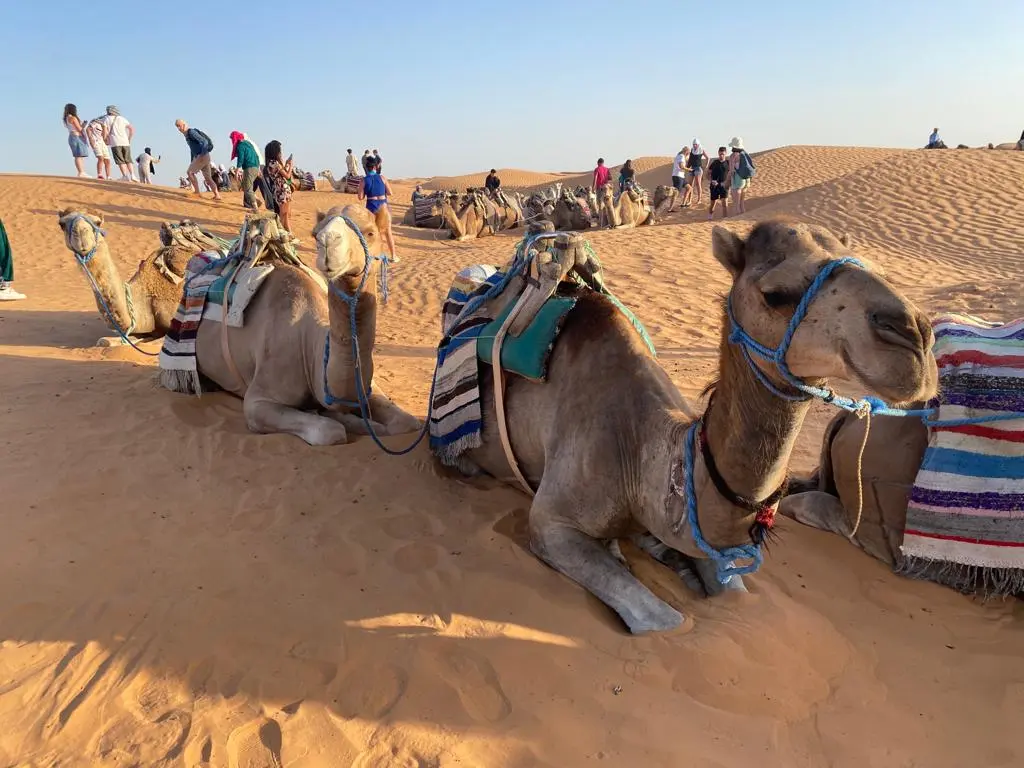 WhatsApp Image 2026-01-27 at 10.46.45